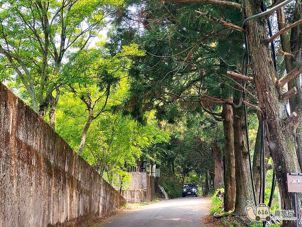 旭悠民宿旁柳杉步道